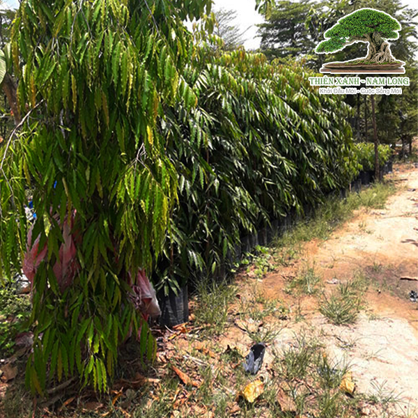 Cây xanh các loại